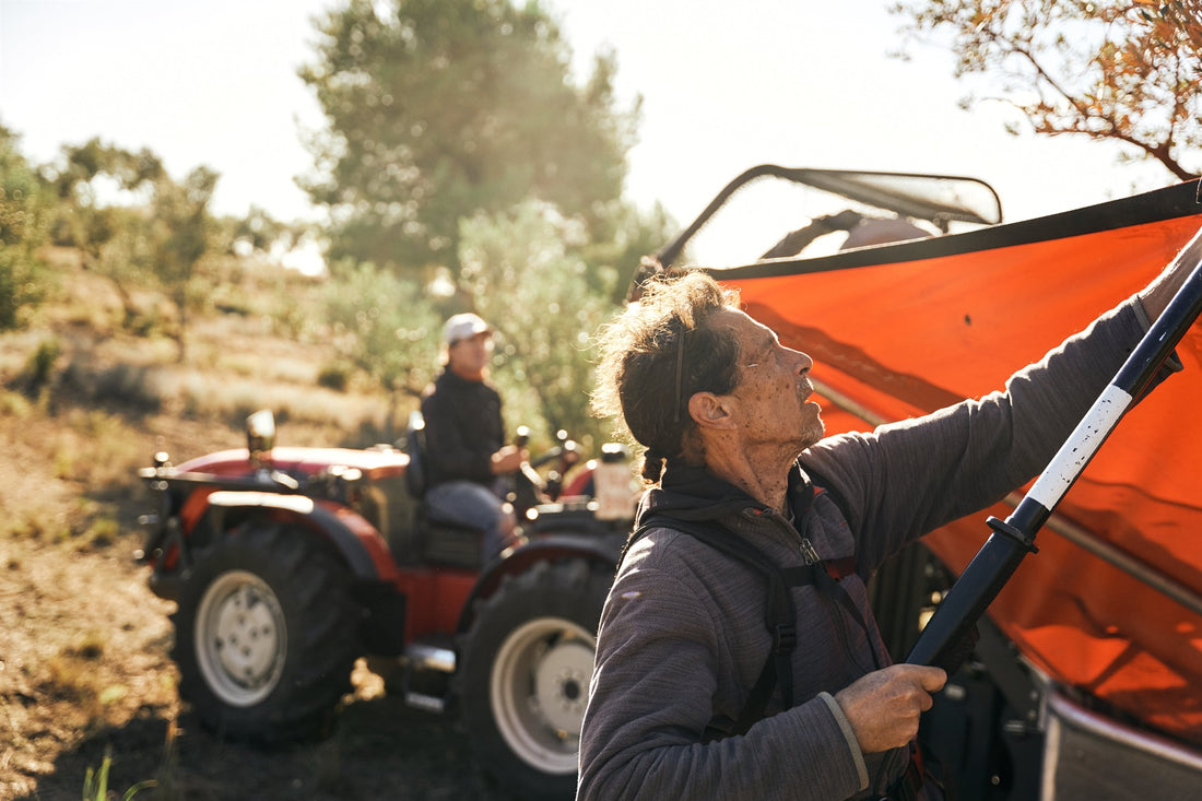 Agricultor recogiendo aceitunas con una vara vibradora en un olivar, con tractor y red naranja